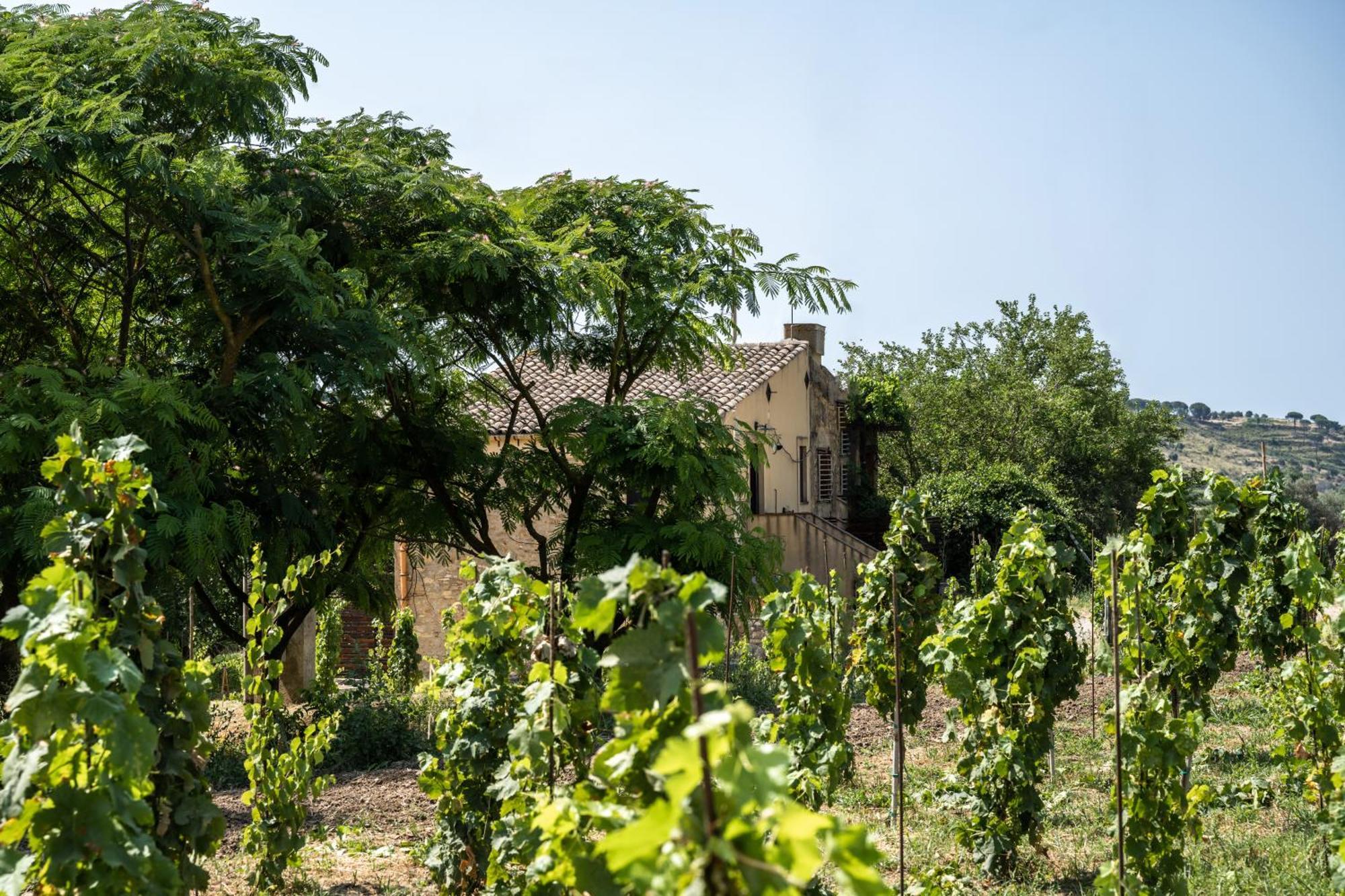Cottage Immerso Nel Vigneto Caltagirone Dış mekan fotoğraf